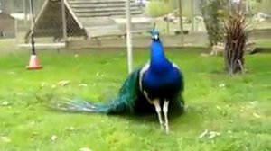 павлин раскрывает хвост