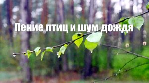 Пение птиц и шум дождя в лесу для отдыха