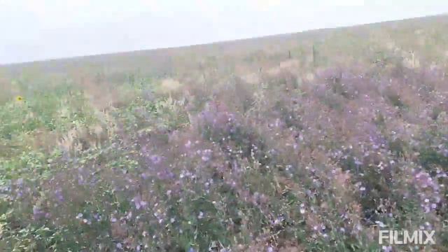 июль с чего несут мёд пчёлы смотреть онлайн