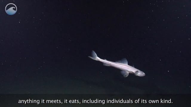 Deep Sea Creature:  Deep Sea Lizard Fish (Bathysaurus Ferox)