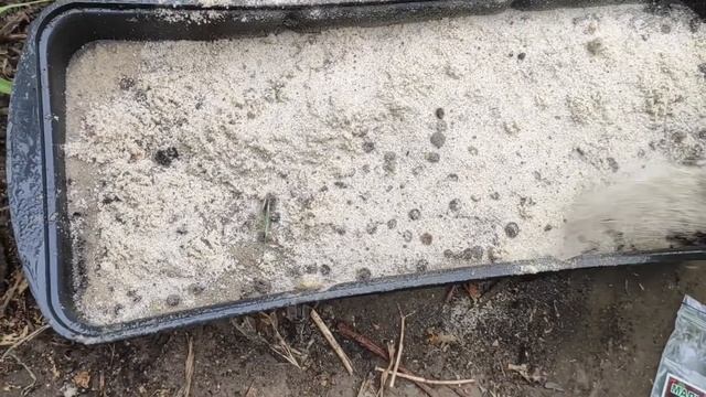 Мальва (Шток-роза). Выращиваем легко. смотреть онлайн