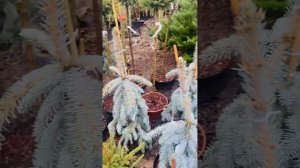 Ель Эльгельмани, Зе Блюз, Глаука Пендула. Продажа в телеграмм https://t.me/S76Olga_76