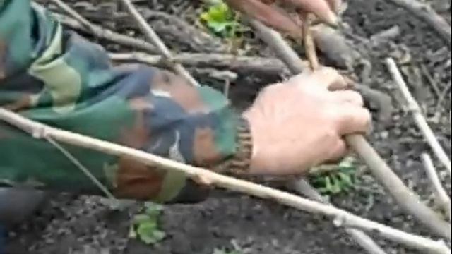 Укрытие винограда на зиму.
