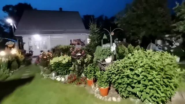 Ночная жизнь цветов или как мы обманываемся при покупке растений смотреть онлайн