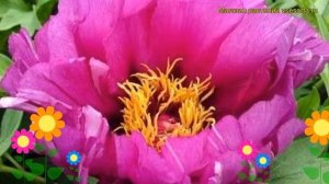Пион ито Сиреневое Утро (Монинг лилак). Краткий обзор, описание paeonia itoh Morning Lilac
