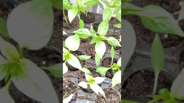 Чем я буду подкармливать свою хилую рассаду смотреть онлайн