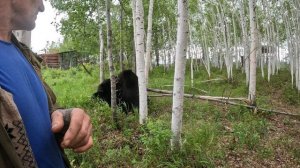 Как я нашёл медведей после побега.