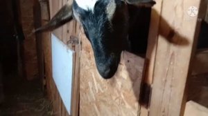 Нужен ли козёл в хозяйстве?Про соль??? и мелкую козу.