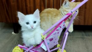 Котята снова дерутся из-за коляски.
