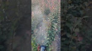Клоновый подвой для яблони 54-118 и мм 106. ЛПХ Юг-Подвой
