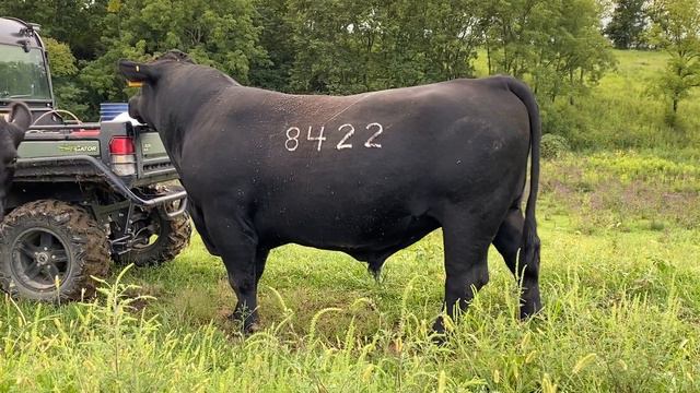 Mol bozordan qanday mollar olgan maqul ? Simmental buqalar, Angus buqalar yoki Belogolovkami|букала