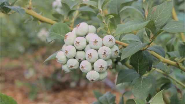 Голубика садовая blueberry