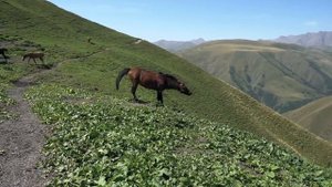 Дагестан. ОВЕЧИЙ СЫР В ТРАВЕ. Доение овец и изготовление овечьего сыра на ферме. Россия в наши дни