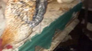 Курица топчет курицу. ( инверсия пола у кур).(A chicken tramples a chicken.)