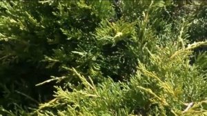 Хвойные в моем саду ранней весной: можжевельник ,туя западная. Сорта можжевельника.