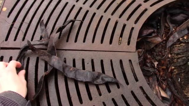 Honey locust (Gleditsia triacanthos) смотреть онлайн