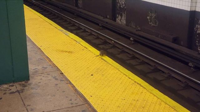 Rat on the subway platform doing what rats do. смотреть онлайн