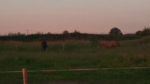 Новую кобылу принял основной состав табуна. Кроме одной из кобыл..
