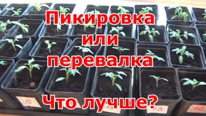 Перевалка (пересадка) рассады томатов подробно. Чем отличается перевалка от пикировки и что лучше?