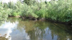 109 Серия Ловим Травмированную Рыбу Хариус Удочка Поплавок Тайга, В тайге нужно иметь не длинную удо