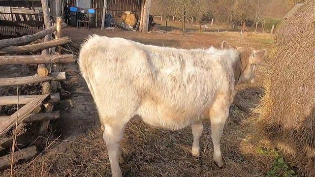 Луна в охоте смотреть онлайн