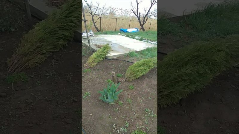 ветер вырвал ТУИ