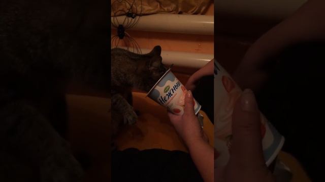 Кошка ест лапой смотреть онлайн