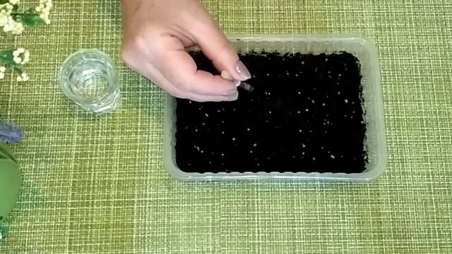 Как посеять петунии в гранулах . Подробное описание способа смотреть онлайн