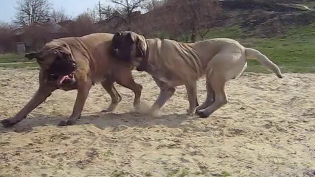 Английский мастиф English Mastiff смотреть онлайн