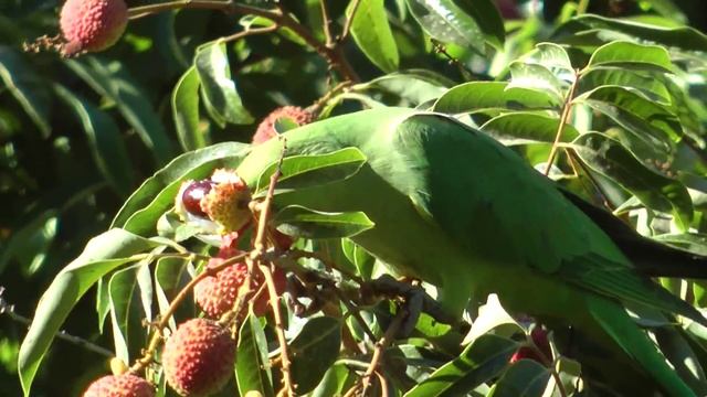 Psittacula Krameri Parrot смотреть онлайн