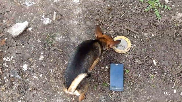 Пицца для животных?! Заказываем пиццу смотреть онлайн