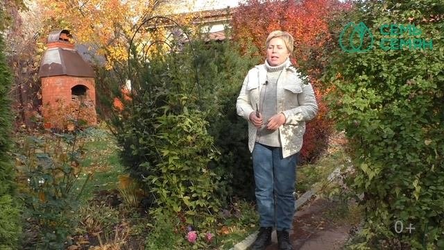 ОБРЕЗАЕМ КЛЕМАТИСЫ И РАЗБИРАЕМСЯ КАКАЯ У ВАС ГРУППА ОБРЕЗКИ