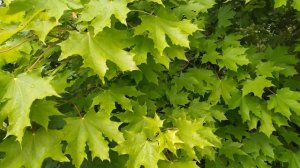 Как правильно выбрасывать старые вещи: приметы, правила, советы