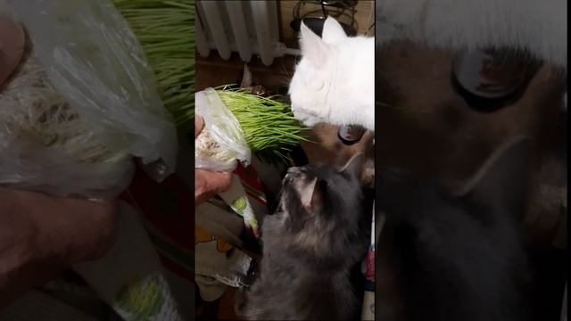 Три кота аппетитно хрумкают травкой 😺🌿