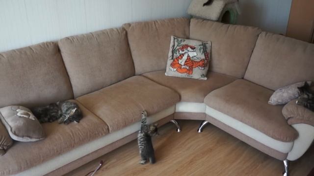 12 Сибирских котят. Питомник "Сладкое Пятнышко" смотреть онлайн