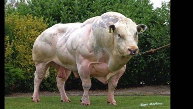 САМЫЕ НЕОБЫЧНЫЕ ПОРОДЫ КОРОВ. ТОП-3 смотреть онлайн