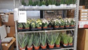 Крутой Трансформер Стеллаж для Орхидей за 1300рублей в Икее✔️Ну и конечно же Орхидеи✔️Влог 33