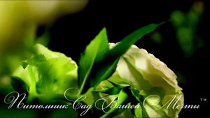 Роза Pastella. Обзор сорта. Питомник роз 'Сад Вашей Мечты'