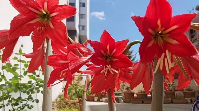 Hippeastrum