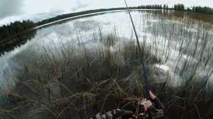 ОКУНИ ЛОМАЮТ ПОДСАК! Озёрная рыбалка на щуку. Спиннинг с лодки на Сийских озерах.