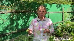 Примулы Зибольда, посадка и уход