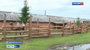 На ферме под Орлом наряду с коровами живут верблюды