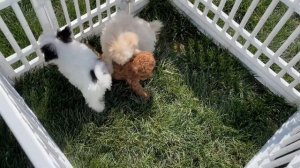 Taylor (Cavapoo), Petunia and Porkie (Designer Puppies)