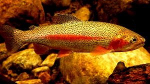 Костиоз - Симптомы и Лечение. Жизненный цикл паразита. Введение в Ихтиопатологию