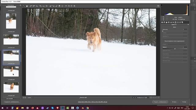 Как фотографировать собак зимой на снегу смотреть онлайн