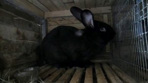 Можно ли кроликам молочай - КРОЛИКОВОДСТВО