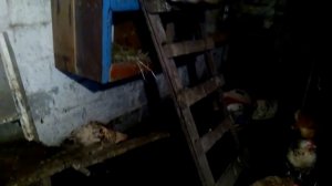Наседка дятлу дала дрозда, для галочки, и оставила птичку. 6 февраля 2019 г.