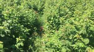 Ремонтантная малина Полька: характеристики сорта и правила выращивания #малина #выращивание