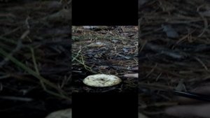 в лесу 2 12.08.2018