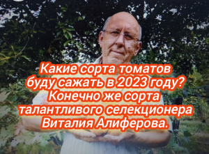 Какие сорта томатов буду сажать в 2023 году? Конечно же сорта селекционера Виталия Алиферова!